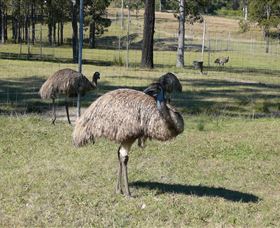Glen Ian Ostrich And Emu Farm - Holiday Sunshine Coast 0