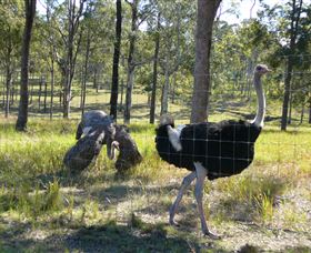 Glen Ian Ostrich And Emu Farm - Holiday Sunshine Coast 2