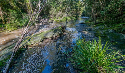 Dawson River Walking Track - Holiday Sunshine Coast 0
