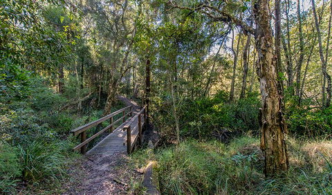 Dawson River Walking Track - Holiday Sunshine Coast 1