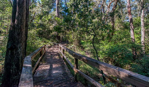 Dawson River Walking Track - Holiday Sunshine Coast 3