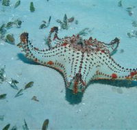 The Pines Dive Site - Sunshine Coast Tourism