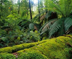 Manorina VIC Sunshine Coast Tourism