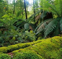 Errinundra National Park - Sunshine Coast Tourism