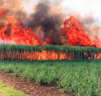 Reeves Family Sugar Cane Farm - Sunshine Coast Tourism