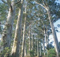 The Great Forest Trees Drive - Sunshine Coast Tourism