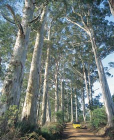 The Great Forest Trees Drive - Sunshine Coast Tourism 0