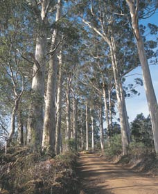 The Great Forest Trees Drive - Sunshine Coast Tourism 1