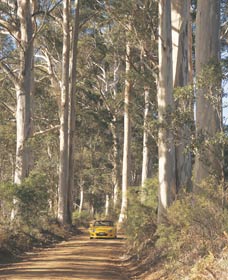 The Great Forest Trees Drive - Sunshine Coast Tourism 2