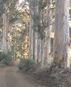 The Great Forest Trees Drive - Sunshine Coast Tourism 3