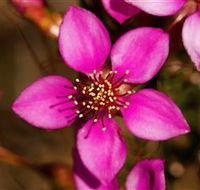 Flora - Holiday Sunshine Coast