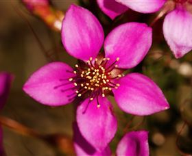 Flora - Holiday Sunshine Coast 0