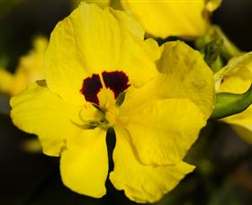 Flora - Holiday Sunshine Coast 1