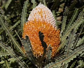 Flora - Holiday Sunshine Coast 2