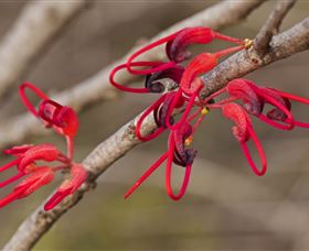 Flora - Holiday Sunshine Coast 3