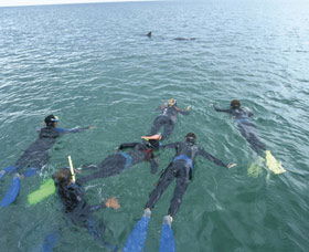 Dolphin Discovery Centre - Holiday Sunshine Coast 2