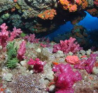 Cherubs Cave Dive Site - Sunshine Coast Tourism