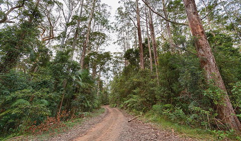 End Peak Walking Track - Sunshine Coast Tourism 0
