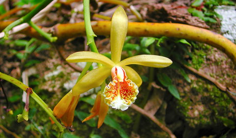 Falls Walking Track - Holiday Sunshine Coast 1