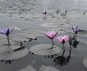 Abundance Lifestyle And Garden - Sunshine Coast Tourism 8