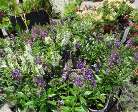 Abundance Lifestyle And Garden - Sunshine Coast Tourism 7