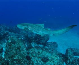 Palm Beach Reef Dive Site - Sunshine Coast Tourism 1