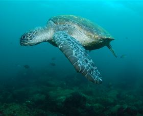 Palm Beach Reef Dive Site - Sunshine Coast Tourism 2