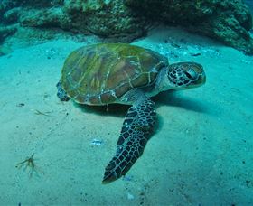 Manta Bommie Dive Site - Holiday Sunshine Coast 3