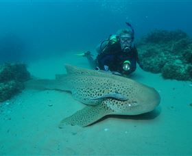 Manta Bommie Dive Site - Holiday Sunshine Coast 1