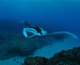 Manta Bommie Dive Site - Holiday Sunshine Coast 2