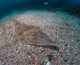 Shag Rock Dive Site - Holiday Sunshine Coast 1