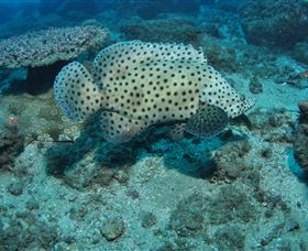 Shag Rock Dive Site - Holiday Sunshine Coast 2