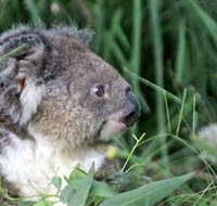 Koala Hospital - Sunshine Coast Tourism