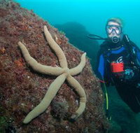 Cook Island Dive Site - Holiday Sunshine Coast