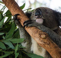 Macquarie Nature Reserve - Sunshine Coast Tourism