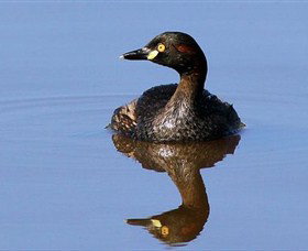 Panboola Wetlands - Holiday Sunshine Coast 0
