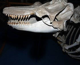 Killer Whale Trail - Holiday Sunshine Coast 3