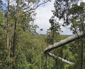 Tarkine Forest Adventures - Dismal Swamp - Holiday Sunshine Coast 1