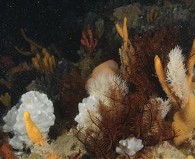 Point Hicks Marine National Park - Sunshine Coast Tourism 0