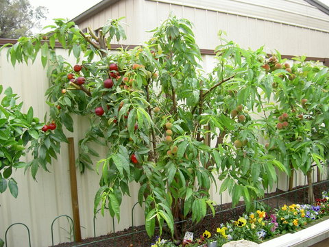 Fruit Salad Tree Company - Holiday Sunshine Coast 4