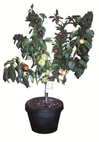 Fruit Salad Tree Company - Holiday Sunshine Coast 5