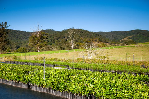 Fruit Salad Tree Company - Holiday Sunshine Coast 6