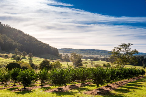 Fruit Salad Tree Company - Holiday Sunshine Coast 7