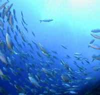 Cape Byron Marine Park - Sunshine Coast Tourism