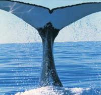 Humpback Whales - Sunshine Coast Tourism