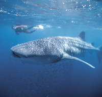 Swim with the Whale Sharks - Sunshine Coast Tourism