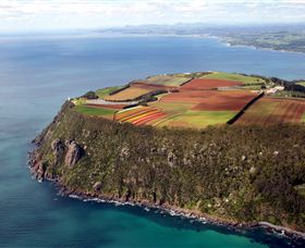 Table Cape - Sunshine Coast Tourism 0