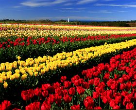 Table Cape - Sunshine Coast Tourism 2