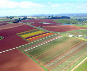 Table Cape - Sunshine Coast Tourism 4