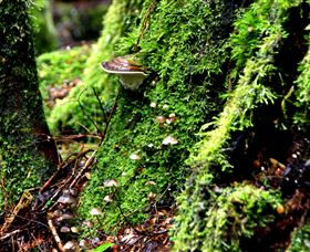 Philosopher Falls - Holiday Sunshine Coast 3